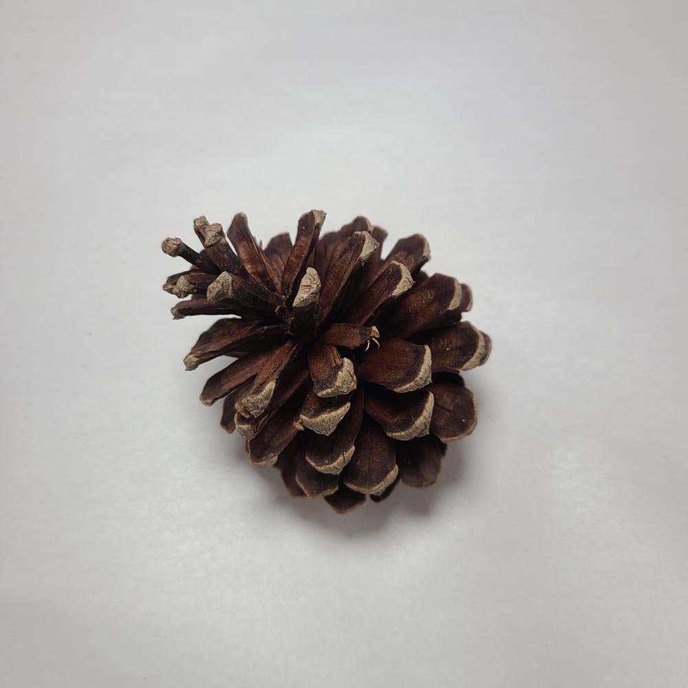 DRIED PINE TREE CONES 2 PCS
