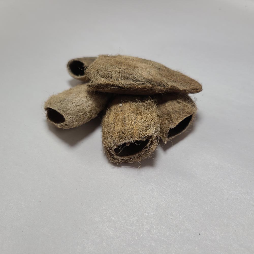 DRIED MANGO SEEDS 4PCS