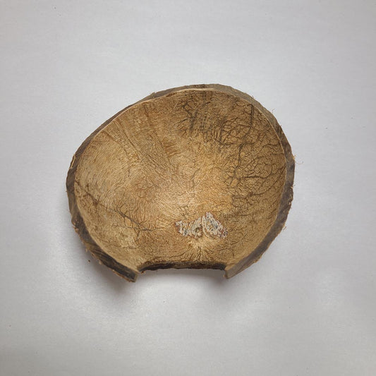 1/2 COCO SHELL CAVE 5PCS