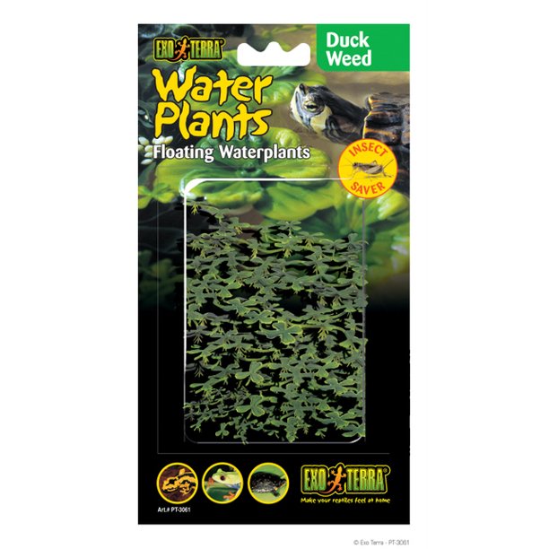 Exo Terra Floating Duckweed