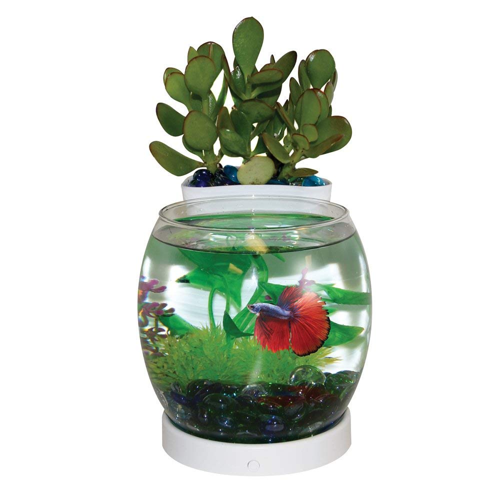 Elive Betta Bowl and Planter "White"