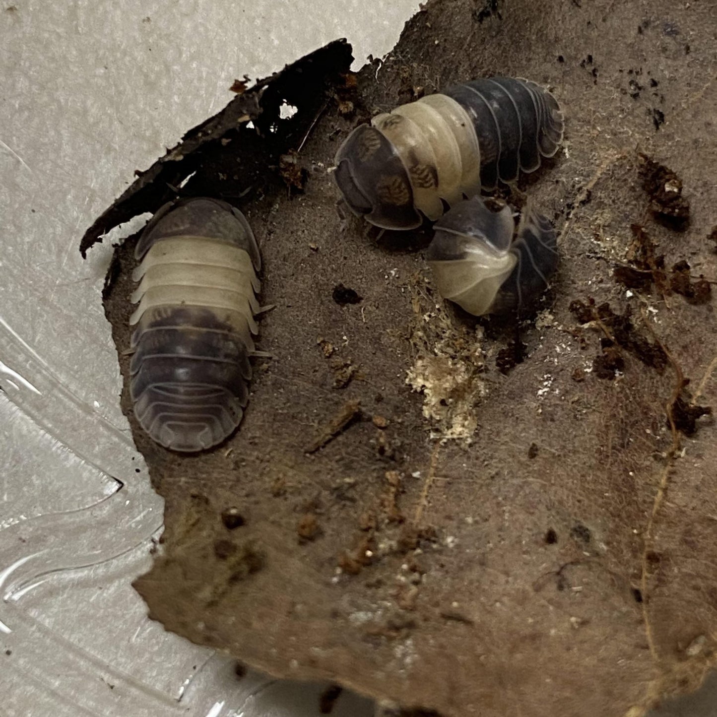 ISOPOD CUBARIS SP. "PANDA KING" (10 COUNT)