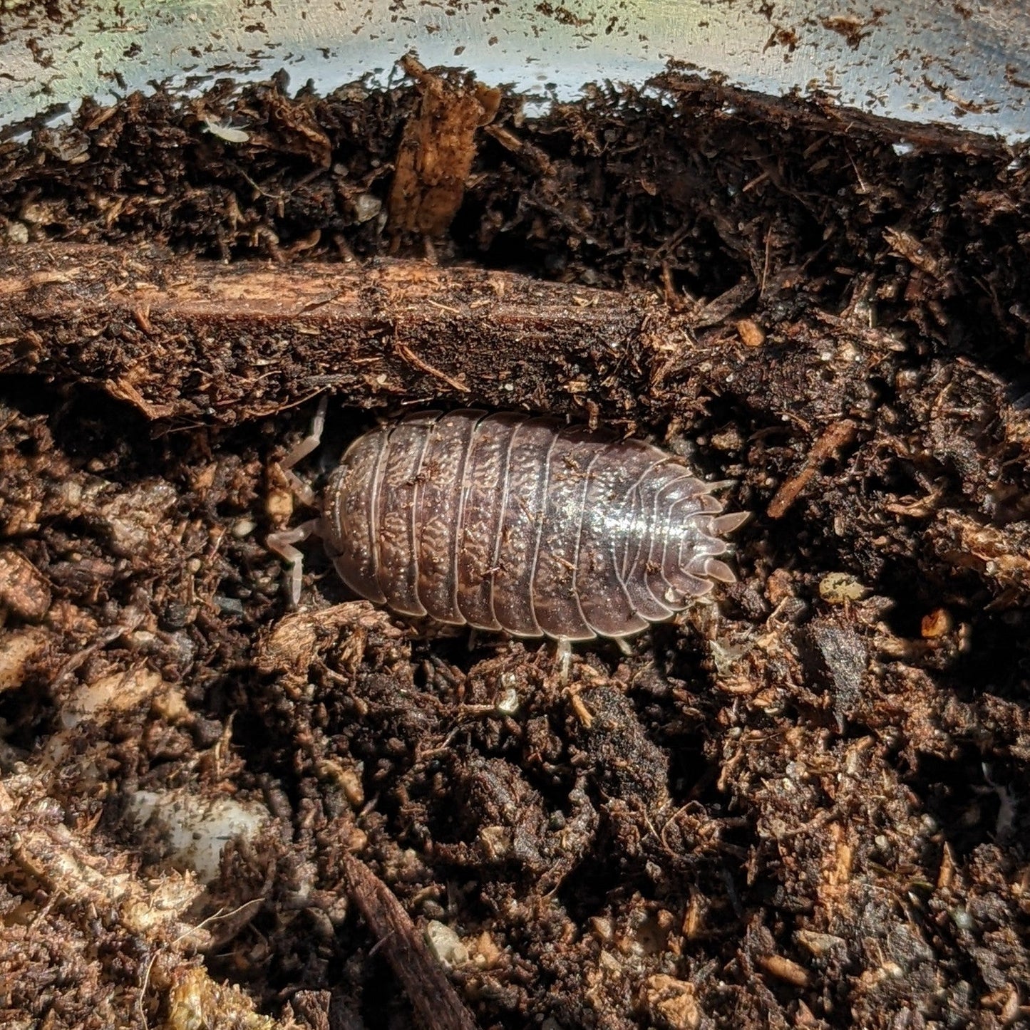 ISOPOD PORCELLIO DILATATUS "GIANT CANYON" (15 COUNT)