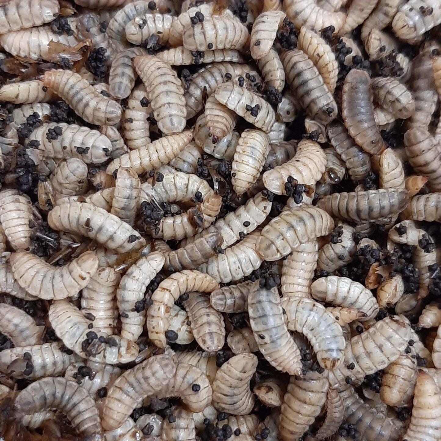 EXTREME WORMS - SMALL/MEDIUM BLACK SOLDIER FLY LARVAE 1000 PACK