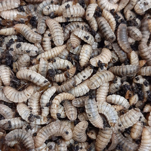 EXTREME WORMS - SMALL/MEDIUM BLACK SOLDIER FLY LARVAE 100 PACK