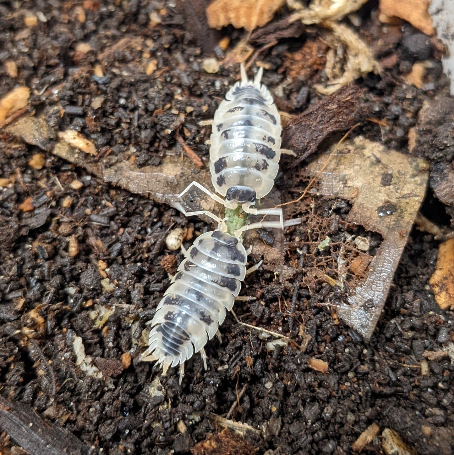 ISOPOD PORCELLIO LAEVIS "DAIRY COW" (10 COUNT)