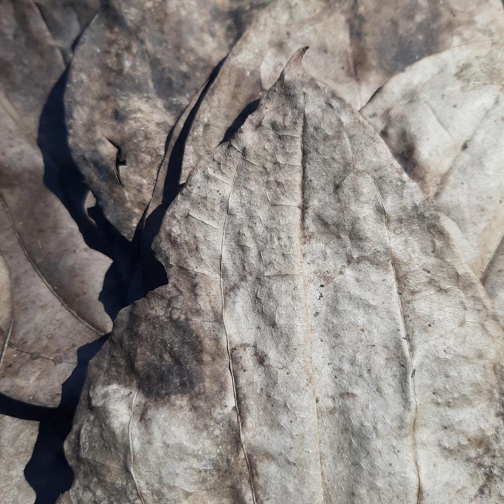 Black Pepper Mix Size Dried Leaves