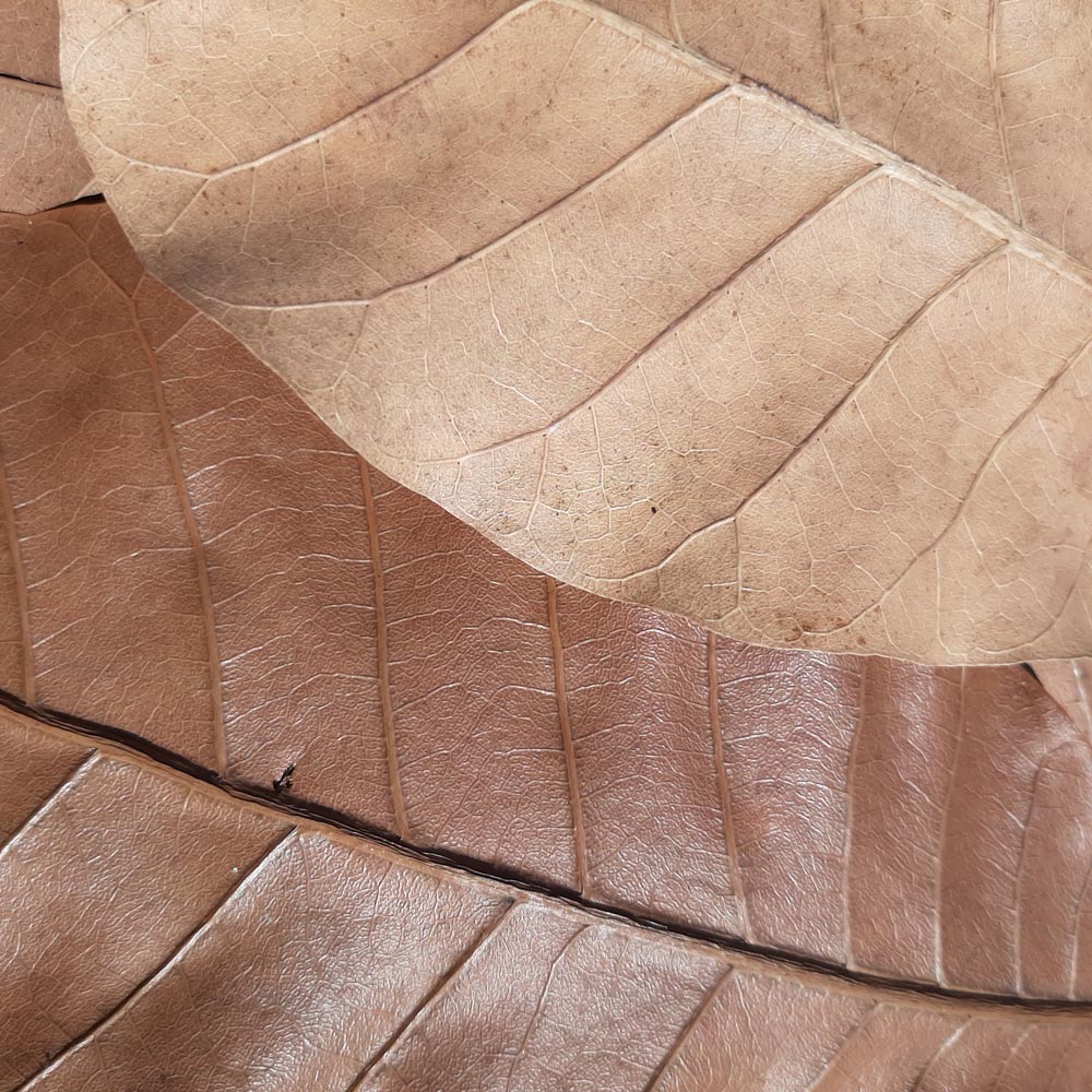 Cashew Dried Small Leaves