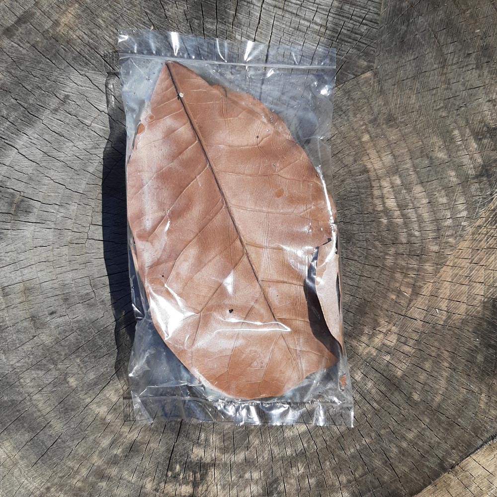 Cashew Dried Big Leaves