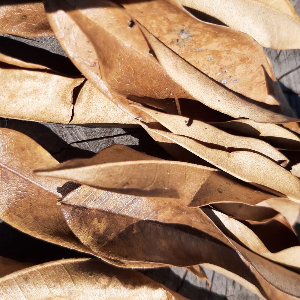 Durian Mix Size Dried Leaves