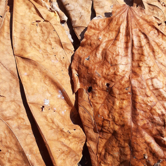 Mahogani Mix Size Dried Leaves