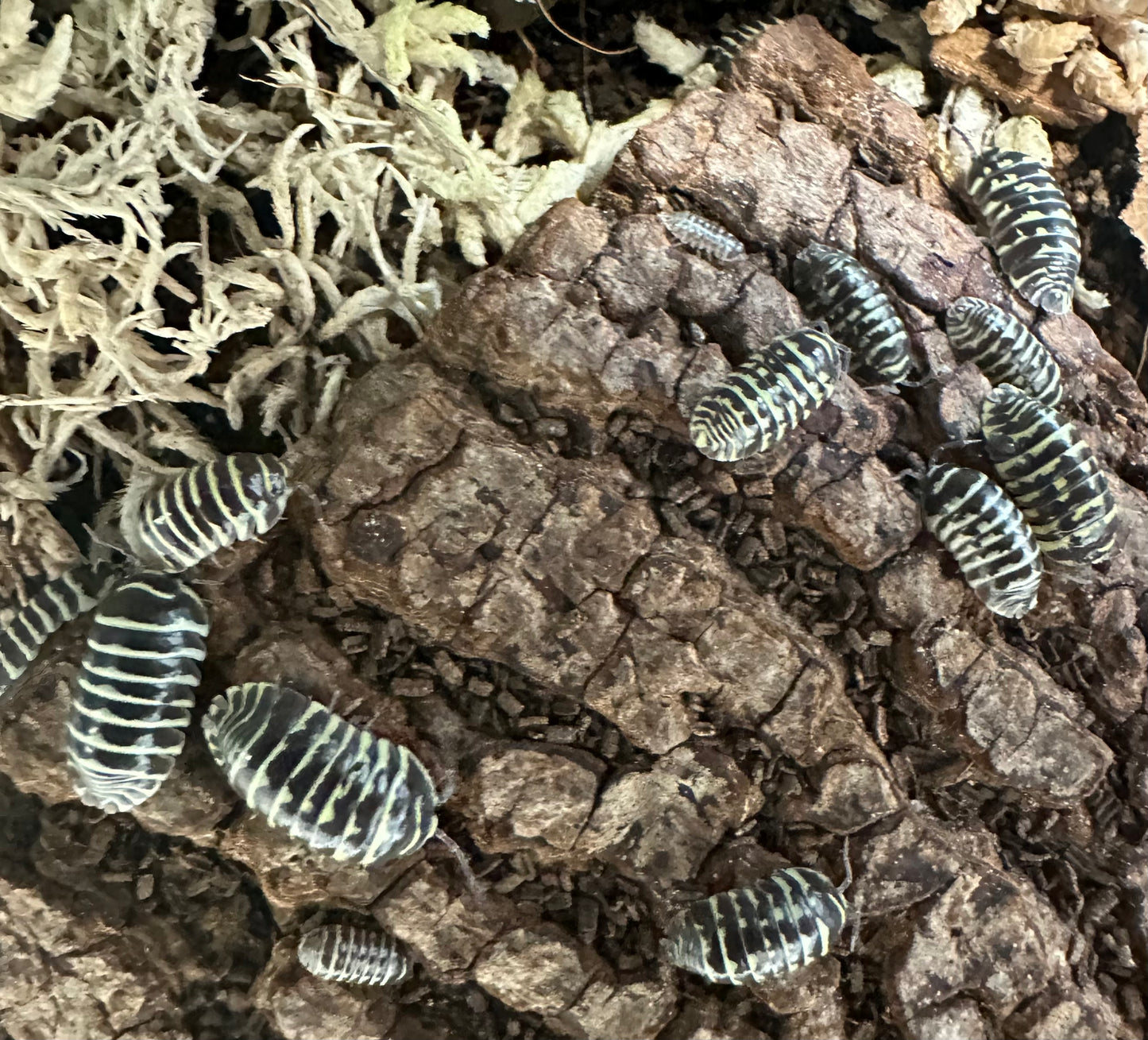 ISOPOD ARMADILLIDIUM MACULATUM "YELLOW ZEBRA" (10 COUNT)