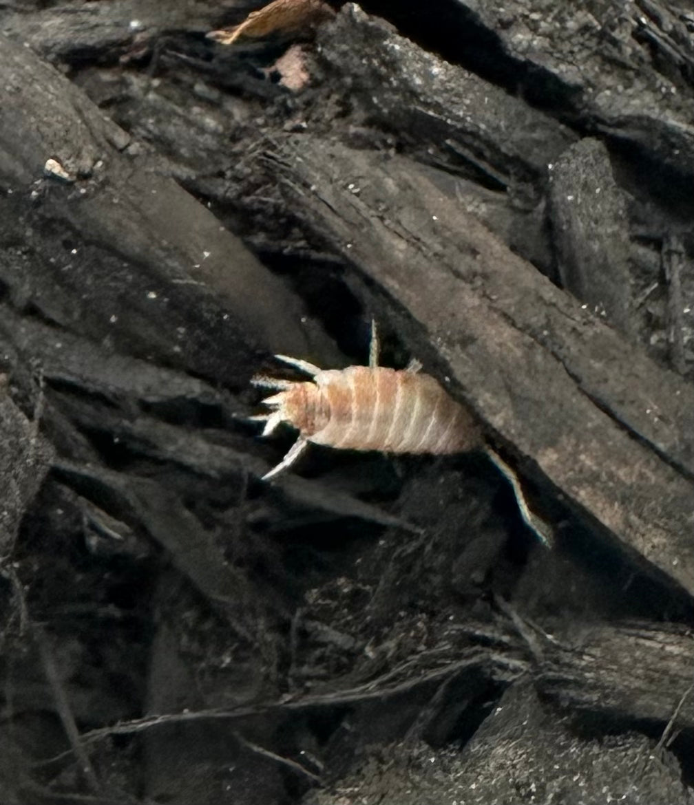 ISOPOD PORCELLIONIDES PRUINOSUS "ORANGE CREAM" (10 COUNT)