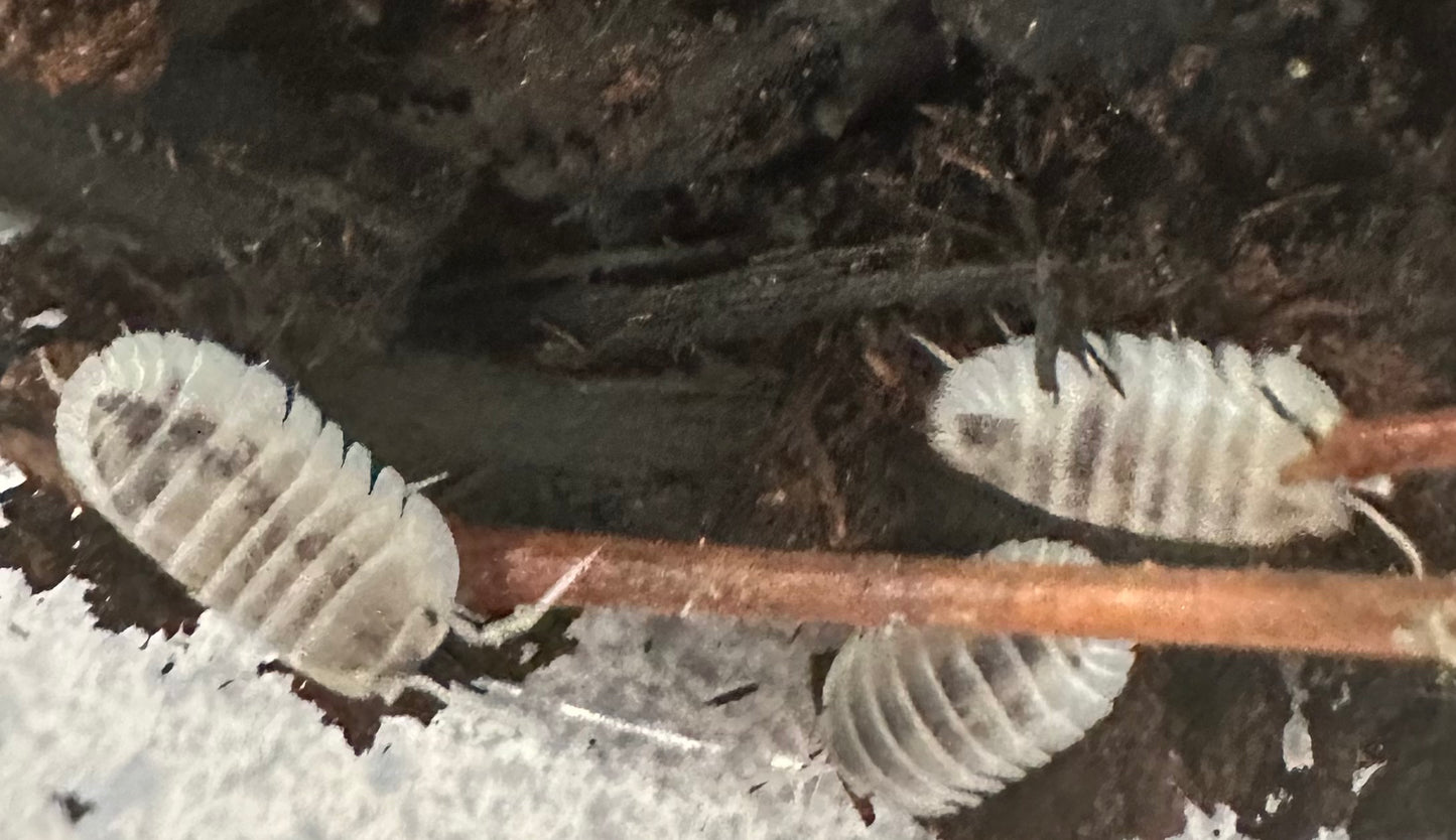 ISOPOD NESODILLO ARCANGELII "SHIRO UTSURI" (10 COUNT)