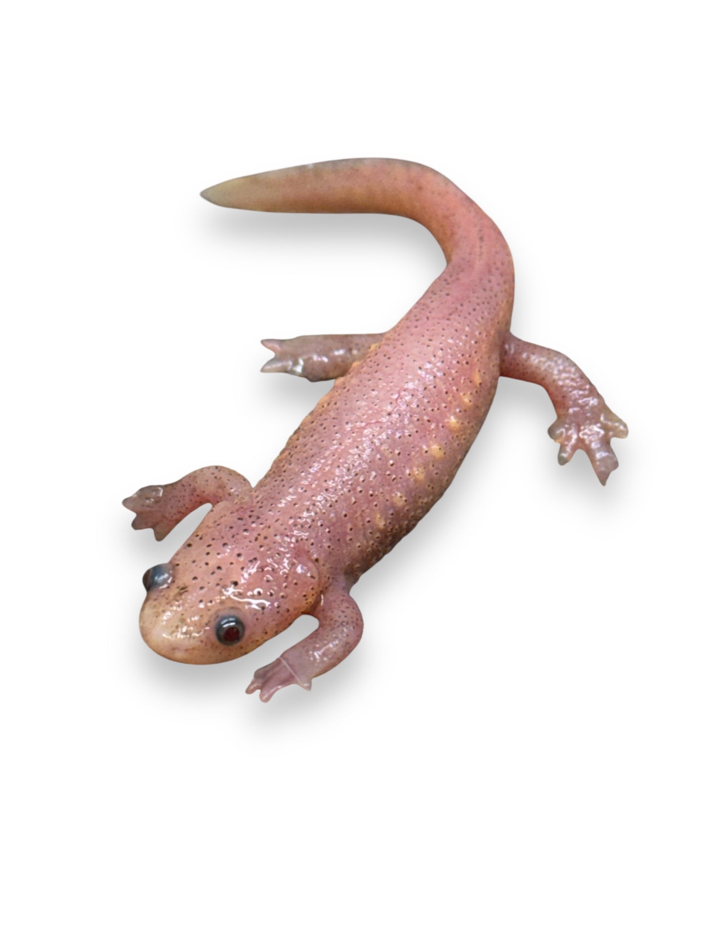 NEWT, LEUCISTIC SPANISH RIBBED