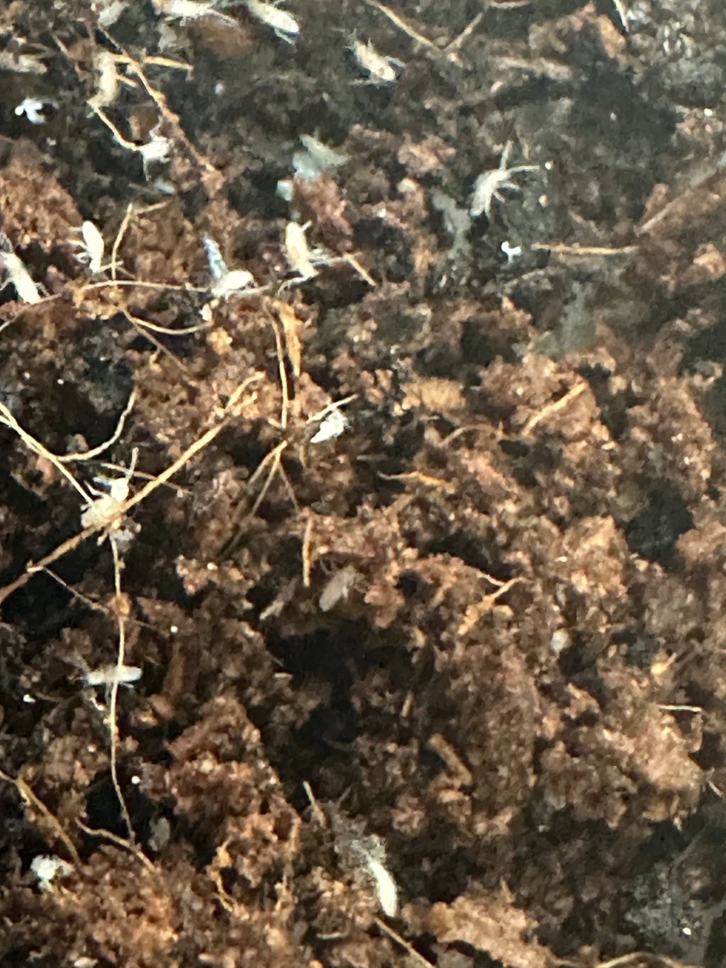 SPRINGTAILS , TROPICAL WHITE
