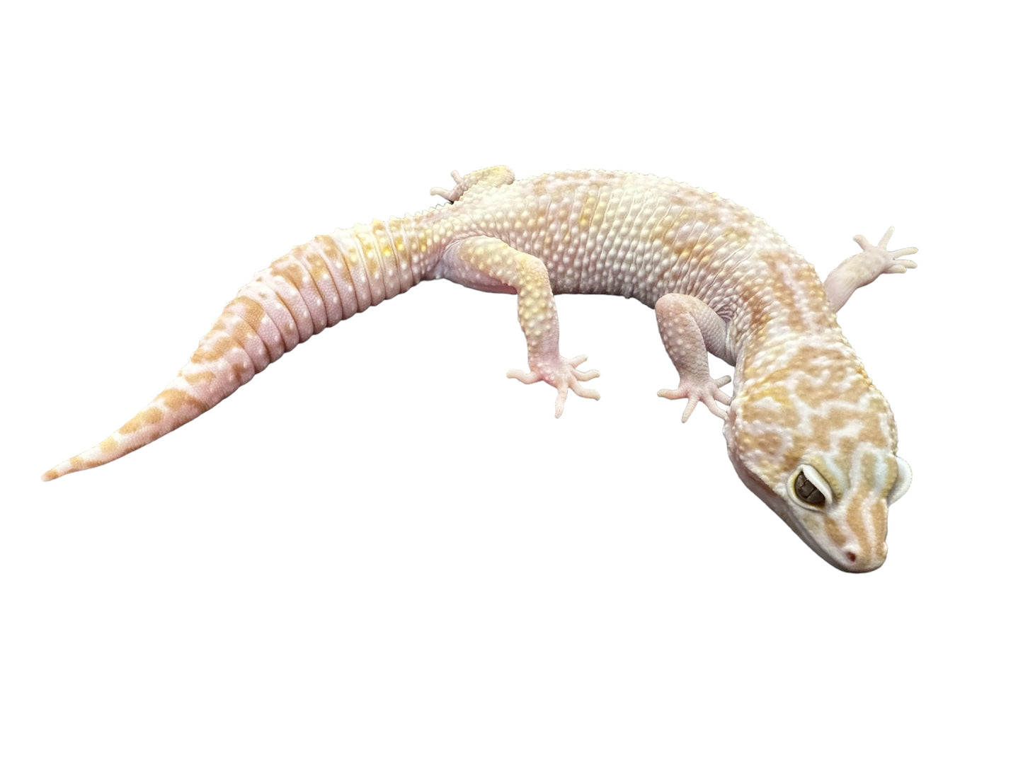 GECKO, LEOPARD (PHANTOM)