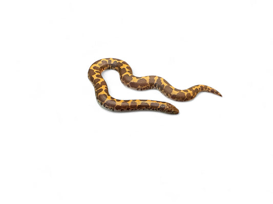 KENYAN SAND BOA, NORMAL