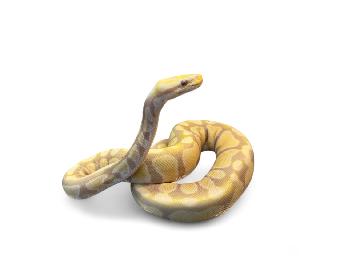 BALL PYTHON, PASTEL BANANA