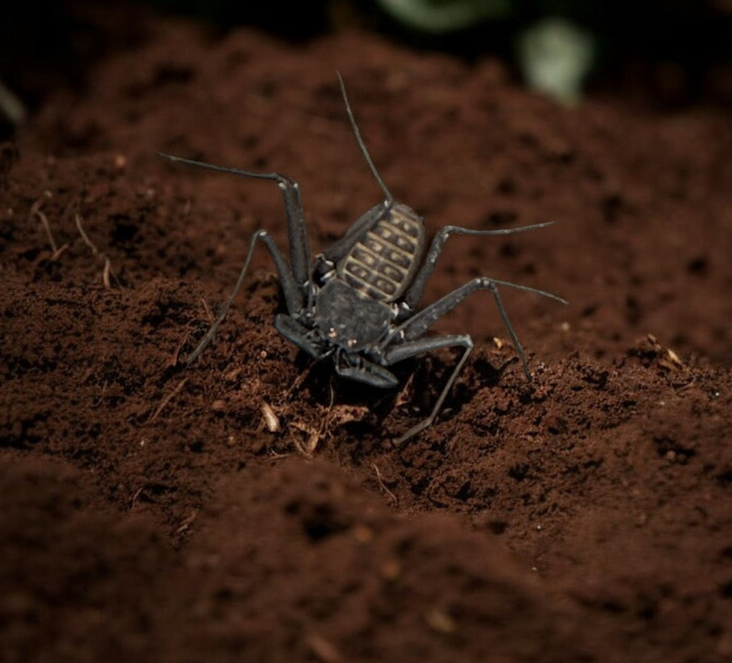 SCORPION, TAILLESS WHIP PHRYNUS MEXICANUS