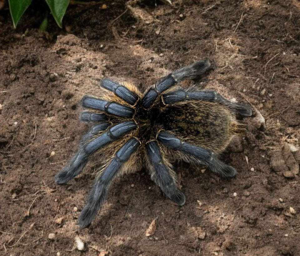 TARANTULA, HARPACTIRA PULCHRIPES "GOLDEN BLUE LEG BABOON" (0.5")