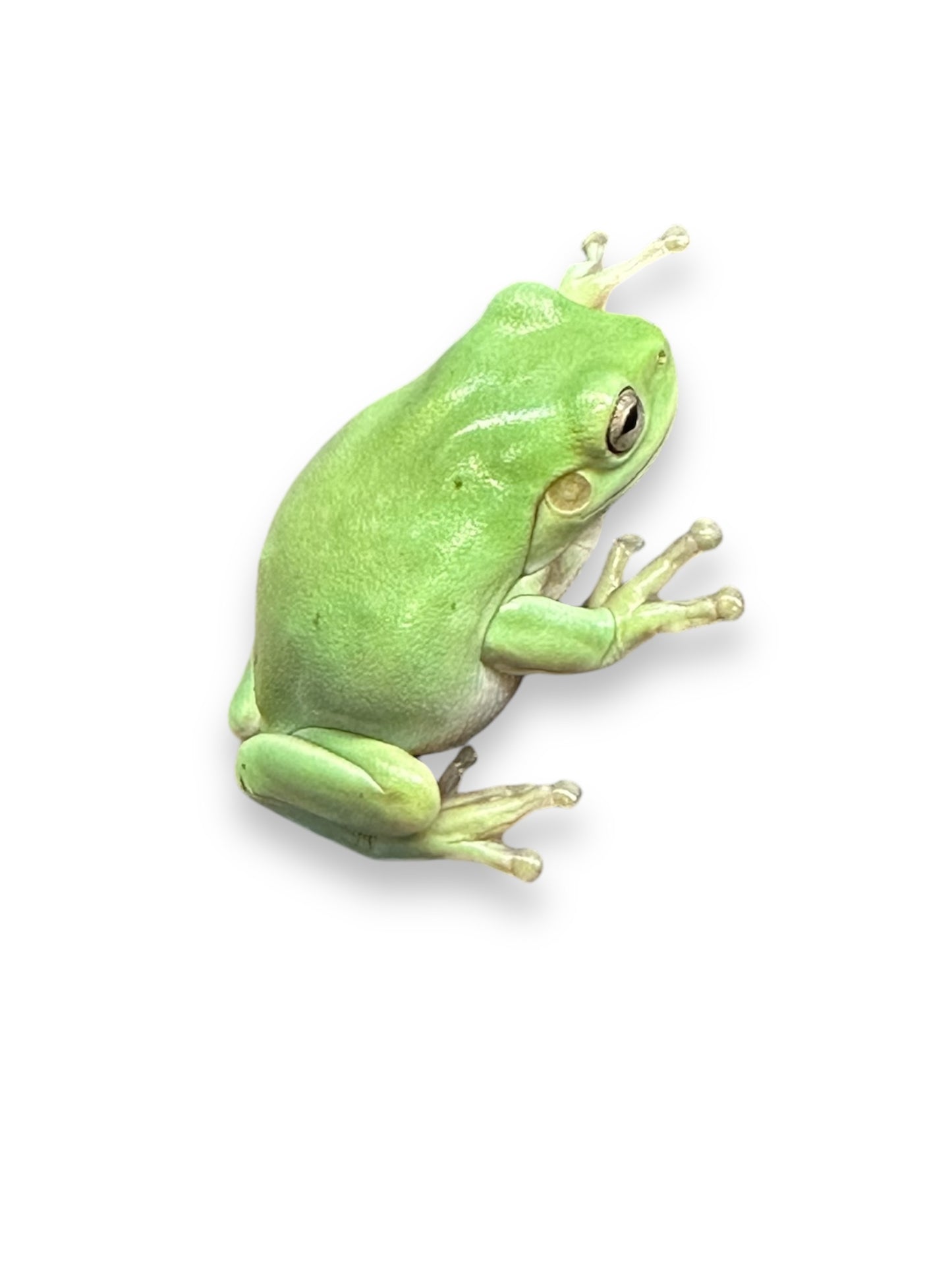 FROG, WHITE'S TREE BLUE PHASE