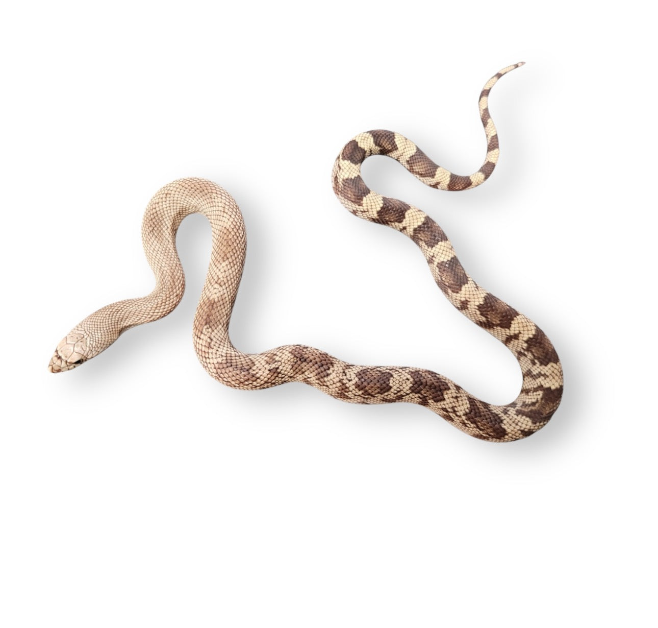 PINE SNAKE, SOUTHERN