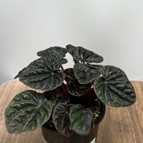 3.5 Peperomia Red Ripple Plant