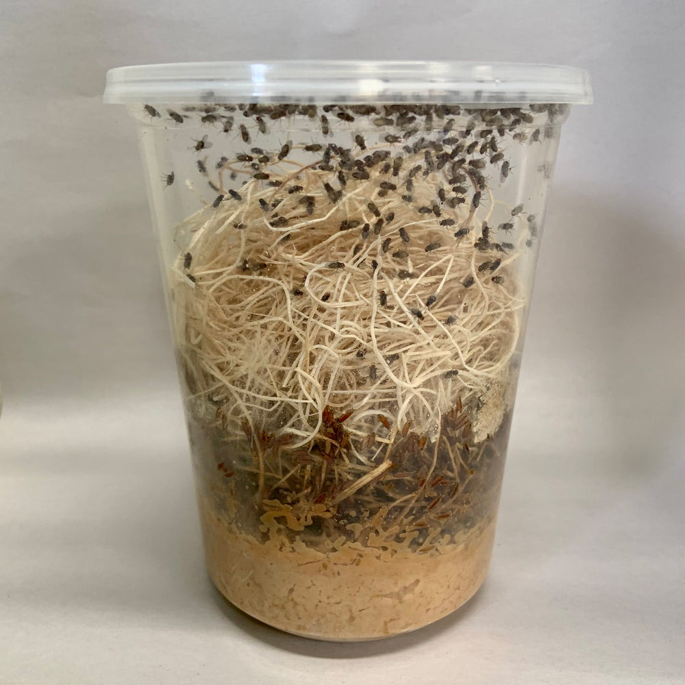 FRUIT FLY CULTURE (HYDEI)