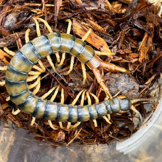 AFRICAN GIANT CENTIPEDE