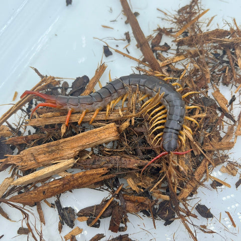 Scolopendra subspinipes (VIETNAMESE GIANT CENTIPEDE)