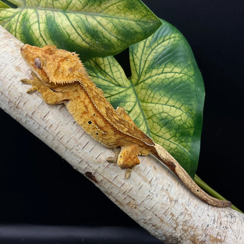 1.0 CRESTED GECKO