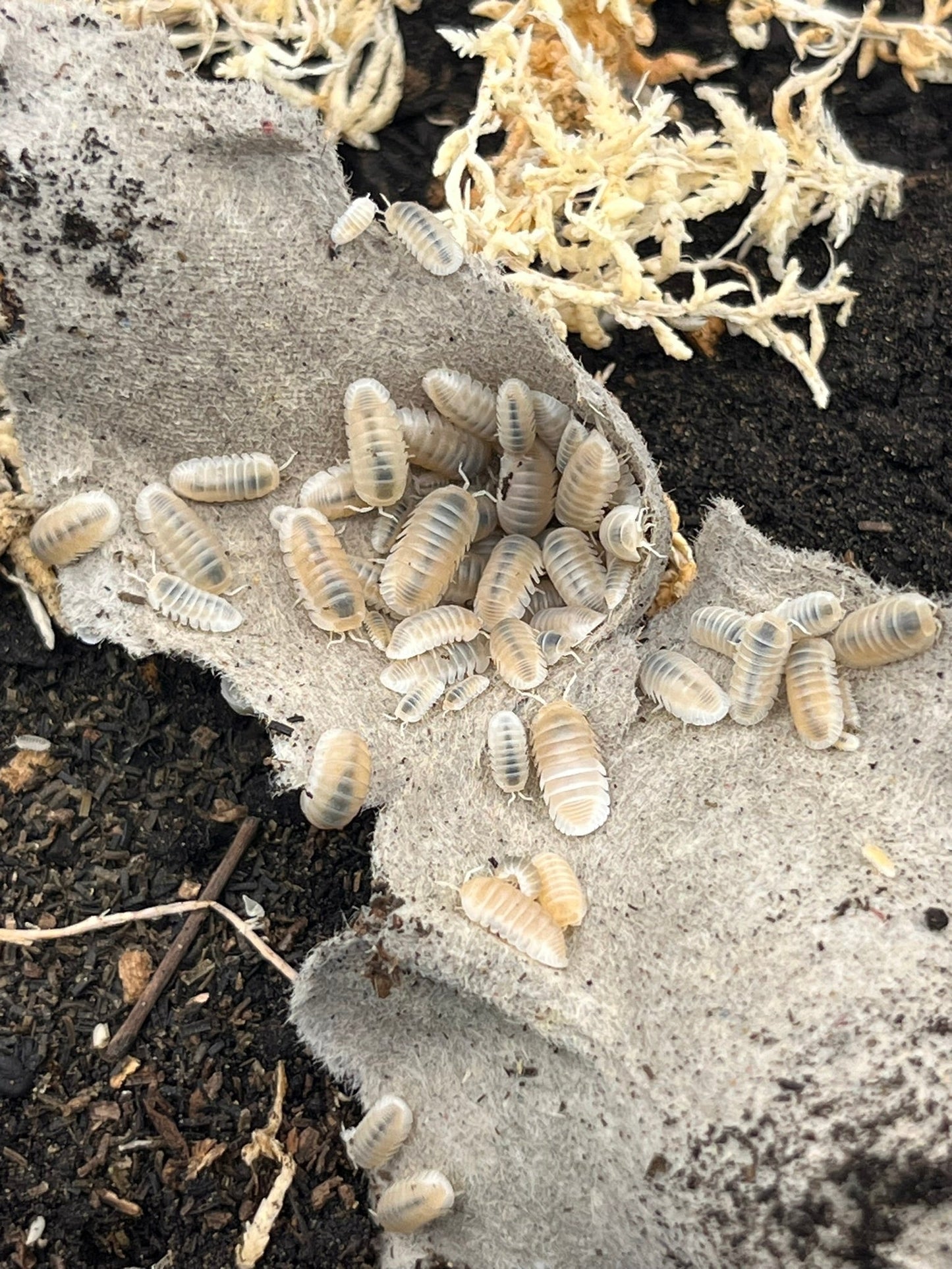 ISOPOD CUBARIS MURINA "GLACIERS" (12 COUNT)