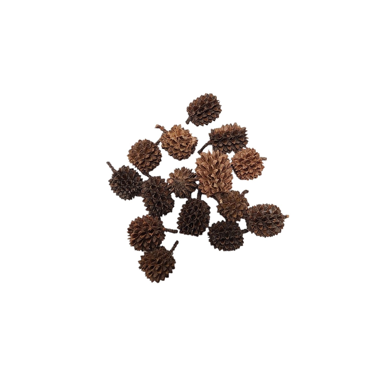 DRIED KASA TREE PODS