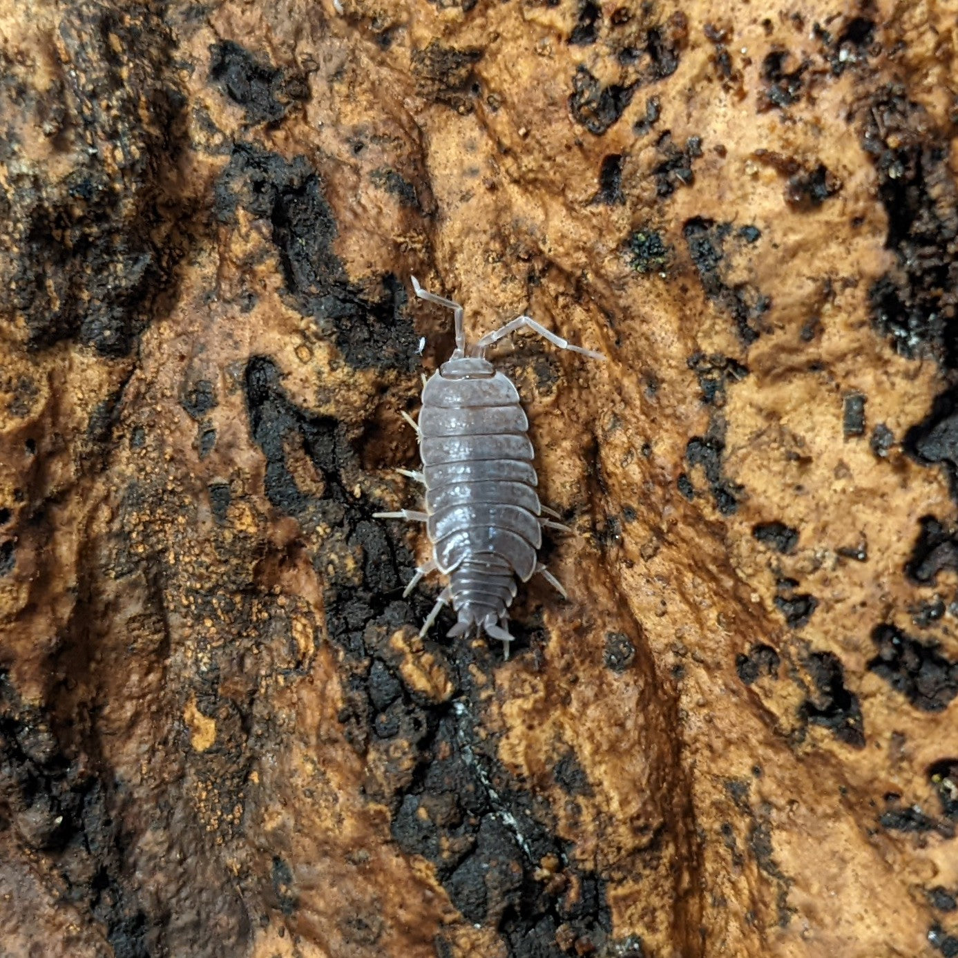 ISOPOD PORCELLIONIDES PURNIOSUS "POWDER BLUE" (10 COUNT)