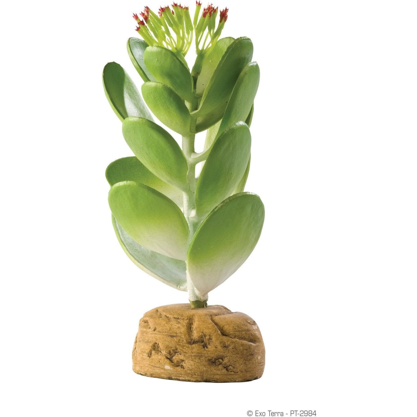 Exo Terra Jade Cactus
