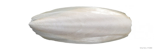 Exo-Terra Cuttlebone for Turtles