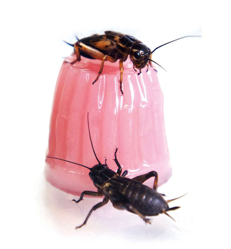 Jelly Pots Calcium 8pc