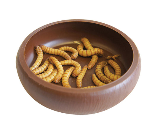 Mealworm Dish
