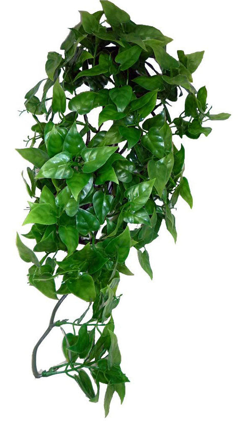 Philodendron Hanging Plant 40cm
