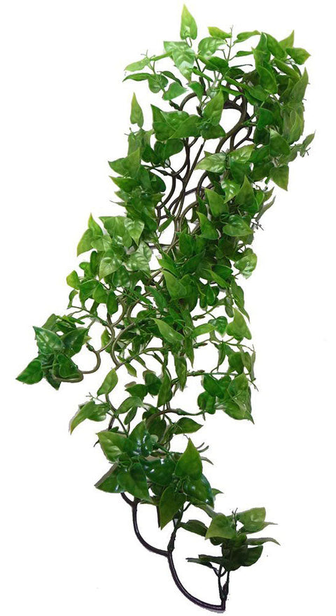 Philodendron Hanging Plant 60cm
