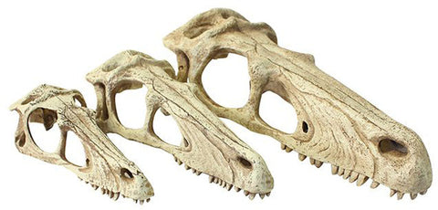 Raptor Skull Small