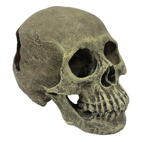 Human Skull Full