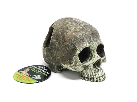 Human Skull Half
