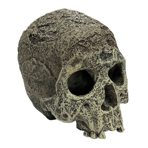 Human Skull Textured