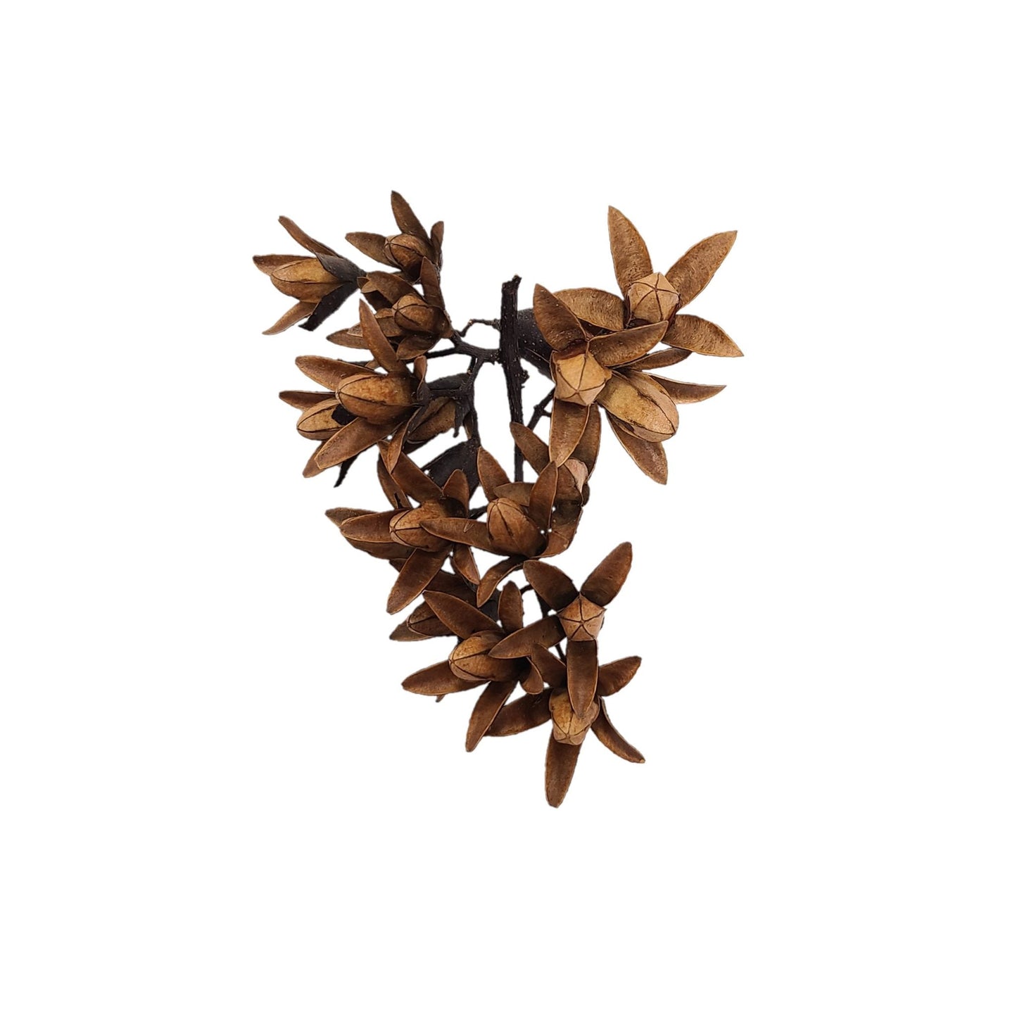 Dried Toona Flower Pods
