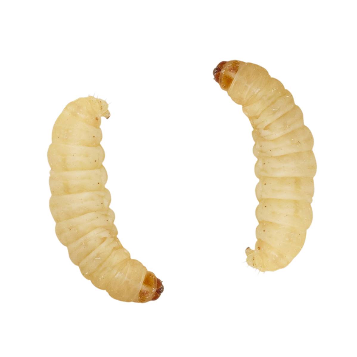 Waxworms