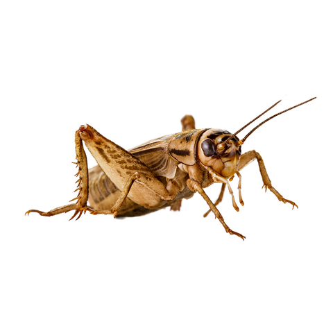 Crickets Acheta Domesticus