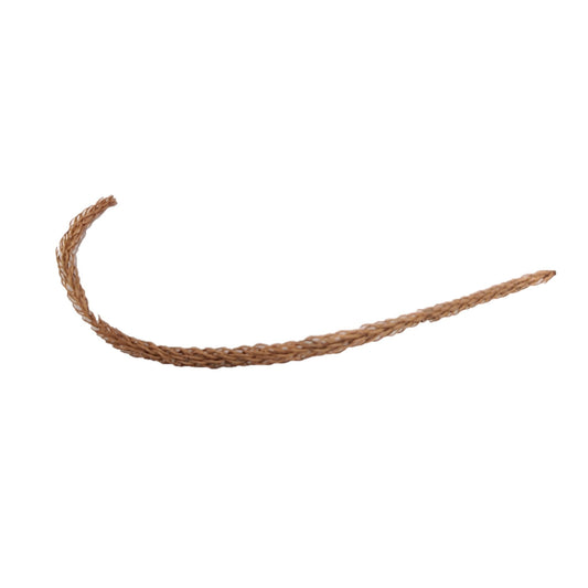 DRIED ARAUCARIA MIX SIZE LEAVES