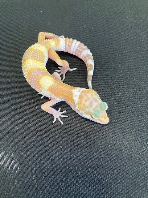 GECKO, LEOPARD (BELL ALBINO SUNGLOW)